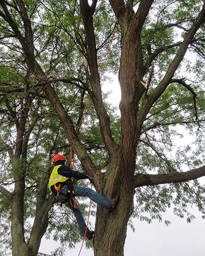 tree landscaping